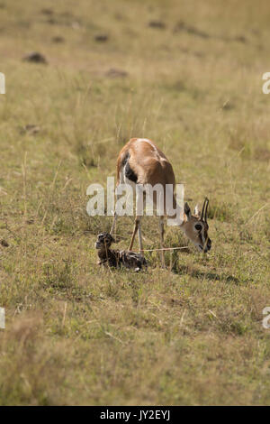 Nouveau-né et la mère gazelle Thomsons manger le placenta et les membranes qui est un prédateur, en manœuvre anti réserve de Masai Mara Banque D'Images