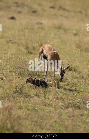 Nouveau-né et la mère gazelle Thomsons manger le placenta et les membranes qui est un prédateur, en manœuvre anti réserve de Masai Mara Banque D'Images