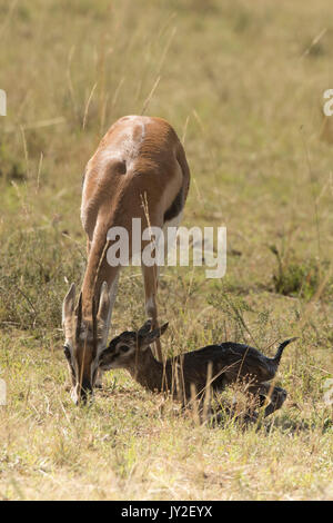 Nouveau-né et la mère gazelle Thomsons manger le placenta et les membranes qui est un prédateur, en manœuvre anti réserve de Masai Mara Banque D'Images