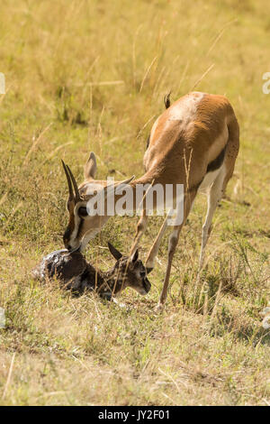 Nouveau-né et la mère gazelle Thomsons manger le placenta et les membranes qui est un prédateur, en manœuvre anti réserve de Masai Mara Banque D'Images