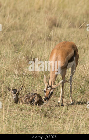 Nouveau-né et la mère gazelle Thomsons manger le placenta et les membranes qui est un prédateur, en manœuvre anti réserve de Masai Mara Banque D'Images