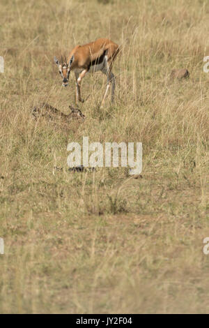 Nouveau-né et la mère gazelle Thomsons manger le placenta et les membranes qui est un prédateur, en manœuvre anti réserve de Masai Mara Banque D'Images