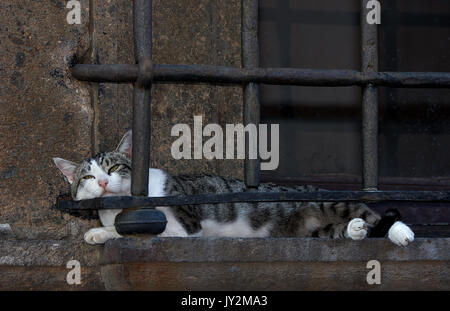 Cat ayant une sieste sur un rebord à Nepi, Italie. Banque D'Images