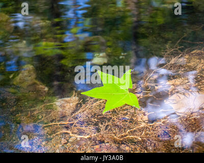 Leaf flottant sur l'eau. (1) Banque D'Images