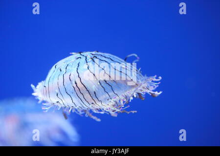 Flower hat jelly (Olindias formosa) au Japon Banque D'Images