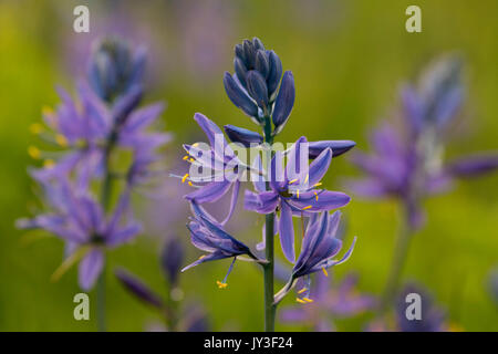 Camassia quamash camas (commune), William Finley National Wildlife Refuge, Oregon Banque D'Images