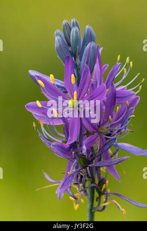 Camassia quamash camas (commune), William Finley National Wildlife Refuge, Oregon Banque D'Images