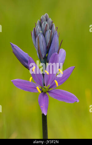 Camassia quamash camas (commune), William Finley National Wildlife Refuge, Oregon Banque D'Images