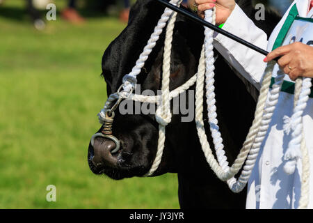 Harrogate, England - Juillet 15th, 2015 : la gc étant jugé au great yorkshire show le 15 juillet, 2015 à Harrogate dans le Yorkshire du Nord, Angleterre Banque D'Images