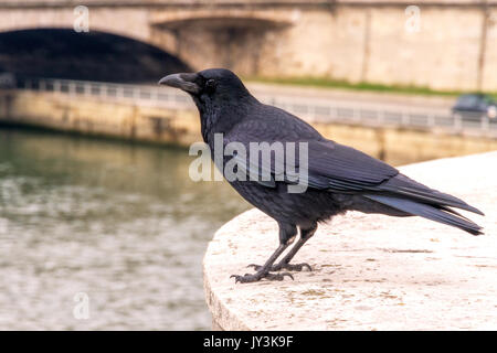 Grand corbeau (Corvus corax) sur un pont sur la Seine à Paris, France. Banque D'Images