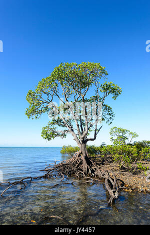 Seul palétuvier, Myall Beach, Cape Tribulation, Daintree National Park, Far North Queensland, Queensland, Australie, FNQ Banque D'Images