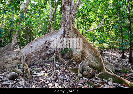 Arbre racines contrefort, Cape Tribulation, Daintree National Park, Far North Queensland, Queensland, Australie, FNQ Banque D'Images