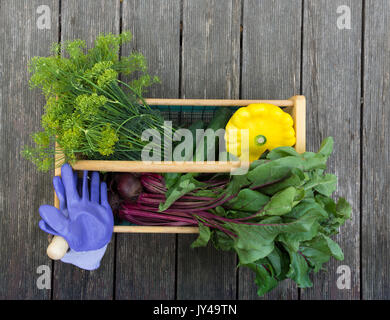 Un panier plein ou hod de betteraves avec leurs verts, l'aneth, concombres, courgettes et gants de jardin lavande à partir de ci-dessus. Banque D'Images