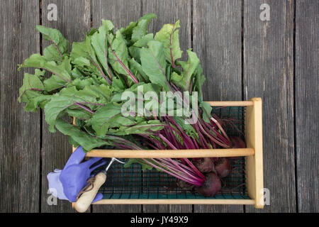 Un hod ou basket à betteraves y compris les verts, une paire de gants de jardin lavande et un outil de jardin. Photographié par le dessus sur weathered wood bandes. Banque D'Images