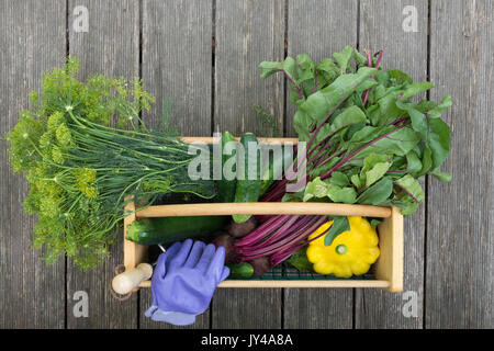 De l'aneth, les betteraves avec les verts, concombres, courges, des gants de jardin Outils de jardin et dans un fil et bois panier. Le hod est photographié sur weathered wood bandes. Banque D'Images