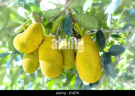 Des fruits sur l'arbre avec des fruits jaunes mûrs, c'est nutritif et est cultivé dans de nombreux endroits dans les tropiques Banque D'Images