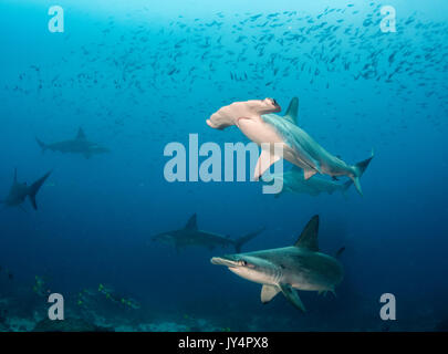 Vue sous-marine d'une école de requin-marteau halicorne, Darwin Island, îles Galapagos. Banque D'Images