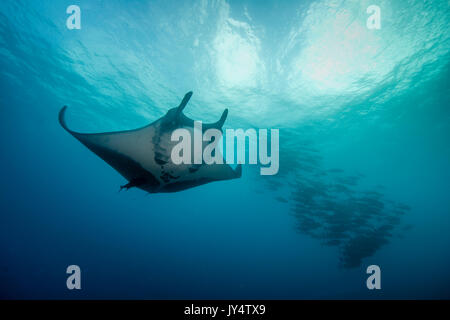 Manta Ray et d'une école de carangues, Îles Revillagigedo, au Mexique. Banque D'Images