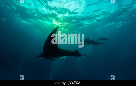 Manta Ray et plongeur en fin d'après-midi, Îles Revillagigedo, au Mexique. Banque D'Images