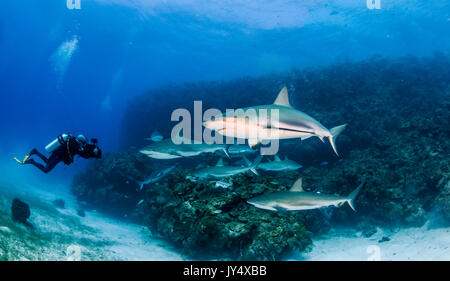 Les requins de récif des Caraïbes au cours de natation la barrière de corail, des jardins des reines, de Cuba. Banque D'Images