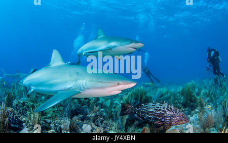 Les requins de récif des Caraïbes au cours de natation la barrière de corail, des jardins des reines, de Cuba. Banque D'Images