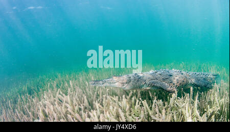 Vue sous-marine d'un crocodile de Cuba en marchant le long du lit de l'AIIO bas herbe marine dans la zone de mangrove des jardins des reines, de Cuba. Banque D'Images