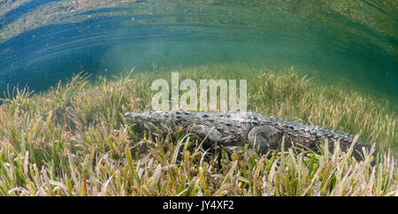 Vue sous-marine d'un crocodile de Cuba en marchant le long du lit de l'AIIO bas herbe marine dans la zone de mangrove des jardins des reines, de Cuba. Banque D'Images