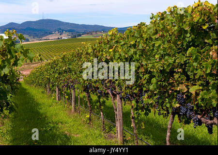 vignoble Banque D'Images