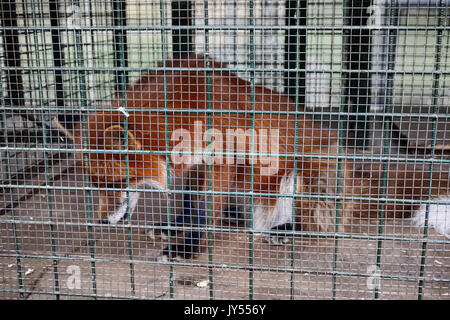 Ne pas nourrir les animaux !. Symbole de captivité, de privation de liberté. Red Fox en cage (zoo). Bête mange des aliments étrangers offerts par les visiteurs Banque D'Images