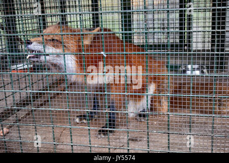 Ne pas nourrir les animaux !. Symbole de captivité, de privation de liberté. Red Fox en cage (zoo). Bête mange des aliments étrangers offerts par les visiteurs Banque D'Images