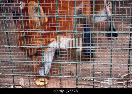 Ne pas nourrir les animaux !. Symbole de captivité, de privation de liberté. Red Fox en cage (zoo). Bête mange des aliments étrangers offerts par les visiteurs Banque D'Images