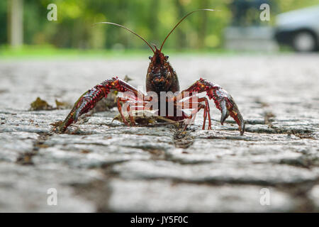 Berlin, Allemagne. 18 août, 2017. Une écrevisse de Louisiane (Procambarus clarkii) marcher le long d'une route dans le Tiergarten à Berlin, Allemagne, 18 août 2017. Photo : Gregor Fischer/dpa/Alamy Live News Banque D'Images