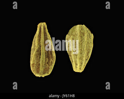 Anis (Pimpinella anisum) les graines, la lumière réfléchie micrograph, 12x de grossissement lors de l'impression de 10 cm de largeur Banque D'Images