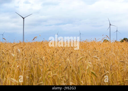 Wind turbine entre les oreilles d'or de cultures de céréales. La récolte de blé les oreilles. Les cultures se sont réunis sur le domaine d'exploitation agricole. Moulin turbine est l'environnement Banque D'Images