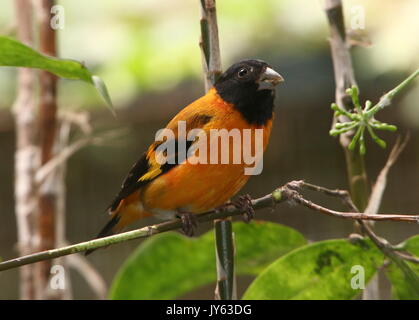 Hommes sud-américain Red Siskin Carduelis spinus cucullatus, (cucullata), trouvés dans le nord de la Colombie et du Venezuela. Banque D'Images