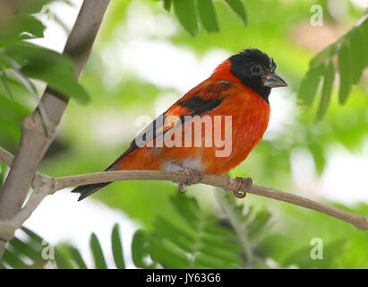 Hommes sud-américain Red Siskin Carduelis spinus cucullatus, (cucullata), trouvés dans le nord de la Colombie et du Venezuela. Banque D'Images