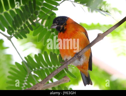 Hommes sud-américain Red Siskin Carduelis spinus cucullatus, (cucullata), trouvés dans le nord de la Colombie et du Venezuela. Banque D'Images