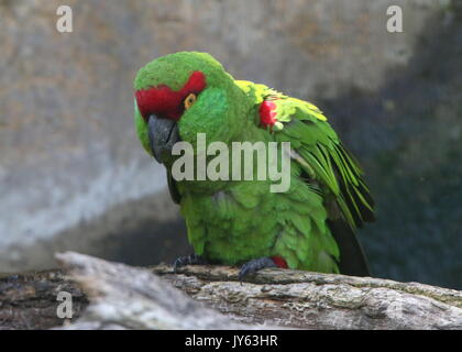 Bec épais mexicain (Rhynchopsitta pachyrhyncha parrot), et principalement dans les montagnes de la Sierra Madre occidentale Banque D'Images