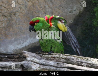 Bec épais mexicain (Rhynchopsitta pachyrhyncha parrot), et principalement dans les montagnes de la Sierra Madre occidentale Banque D'Images