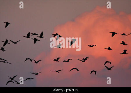 Vol de cormorans au coucher du soleil, la rivière Drava Banque D'Images