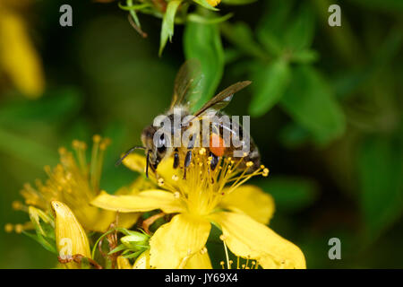 L'abeille au miel sur Hypericum perforatum, connue sous le nom de perforate St John's-wort, commune de Saint John's wort et St John's wort Banque D'Images