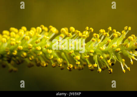 Vue rapprochée de la fleur blanche de saule, chat mâle Banque D'Images