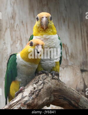 Vert d'Amérique du Sud thighed perroquets (Pionites leucogaster) alias Caïque à ventre blanc Parrot. Trouvé au sud du Brazilan Amazon, en Bolivie et Pérou Banque D'Images