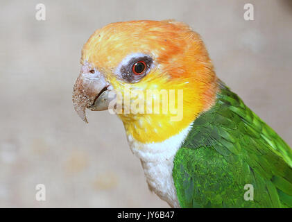 South American Green Parrot thighed (Pionites leucogaster) alias Caïque à ventre blanc Parrot. Trouvés au Brésil, Bolivie et Pérou Banque D'Images
