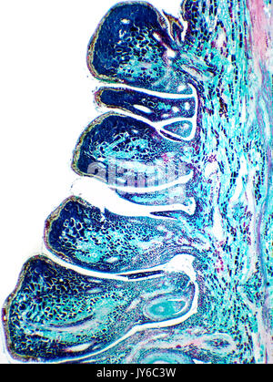 Cône de pin, femme, tachées, section transversale, fond clair micrograph, le grossissement est 24x lors de l'impression 10cm de hauteur Banque D'Images