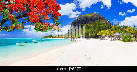 Vacances tropicales dans amazing l'île Maurice. Le mprne avec plage arbre flamboyant Banque D'Images