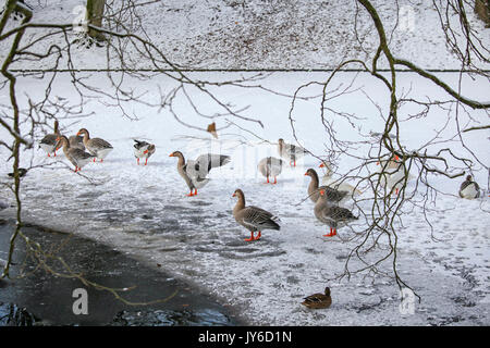 Les oies, canards et mouettes sur un étang gelé dans le parc Banque D'Images