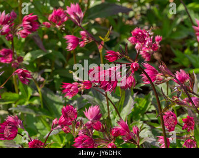 Astrantia major 'Ruby Star' Banque D'Images