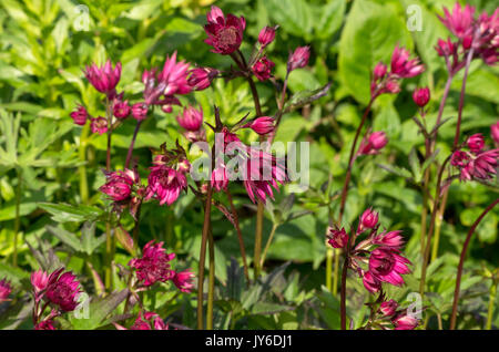 Astrantia major 'Ruby Star' Banque D'Images