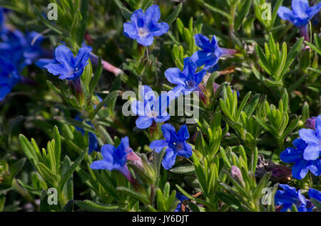 Lithodora diffusa 'Heavenly Blue' Banque D'Images